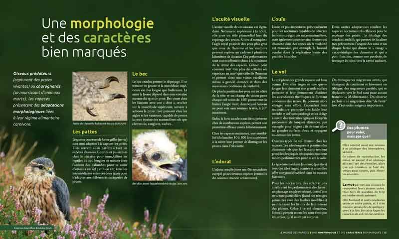 les rapaces d'Ardèche éditions de la calade Ardèche